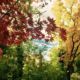 CatchBudapest-Autumn-Parks